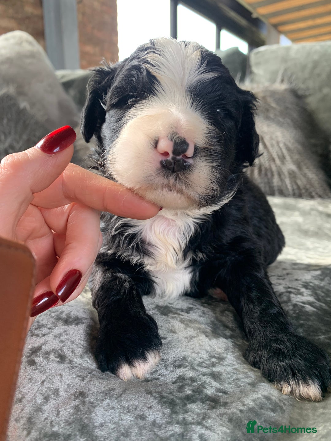 Bernedoodle dogs for sale: Standard Size Bernedoodle  - Image 15