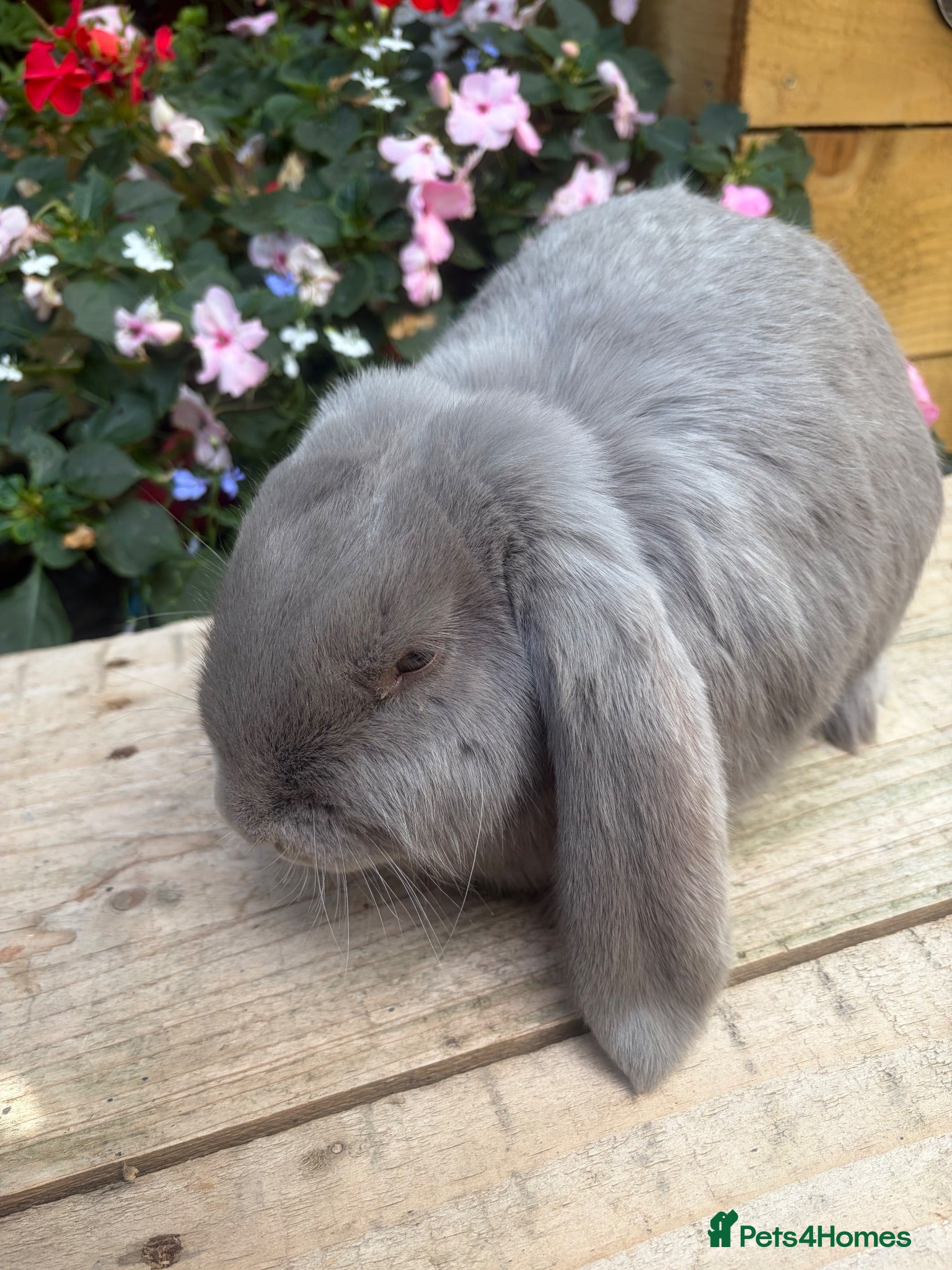 French Lop rabbits French lop kits mixed litter - Advert 2