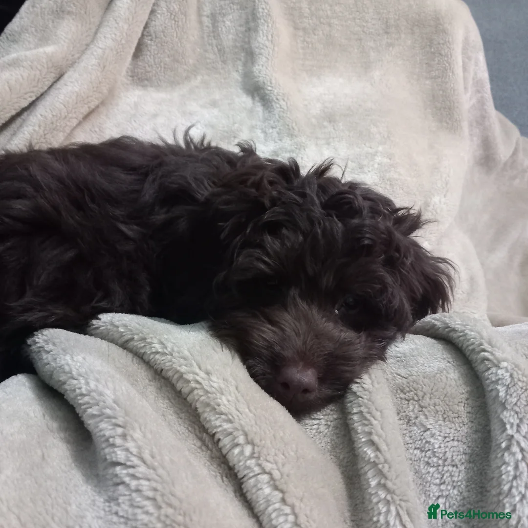 Cockapoo dogs for sale: Last cockapoo puppy left ready now  - Advert 2