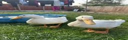 Ducks poultry for sale: 3 Cherry Valley Ducks - Advert 2