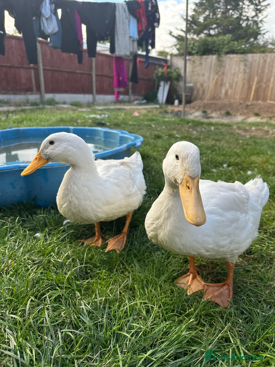 Ducks poultry for sale: 3 Cherry Valley Ducks - Advert 2