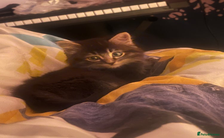 Mixed Breed cats - Advert 15