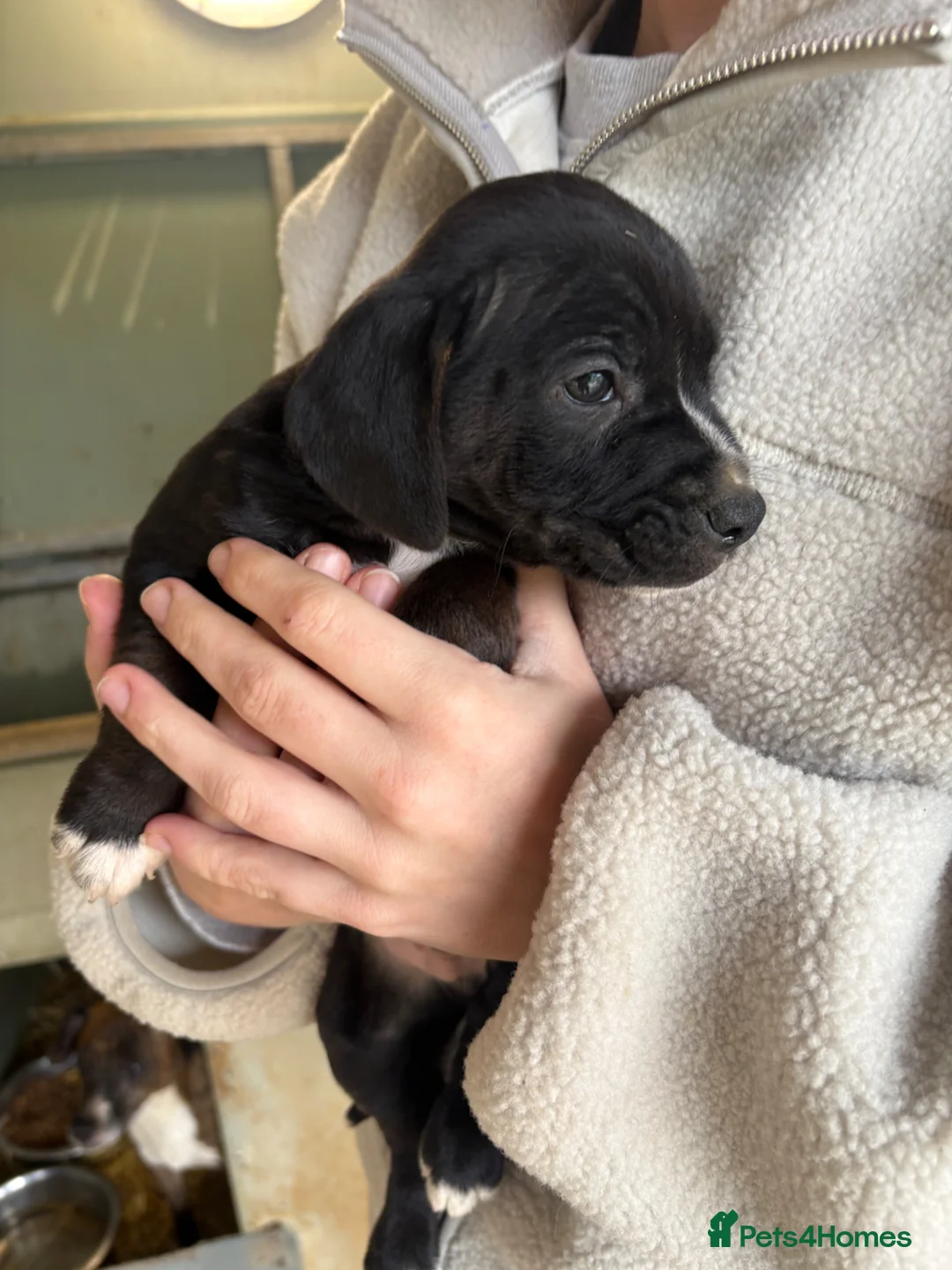 Mixed Breed dogs for sale: Cockerjack puppies for sale  - Advert 5