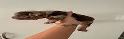 American Bully dogs for sale: Quality Pocket bully pups - Advert 10