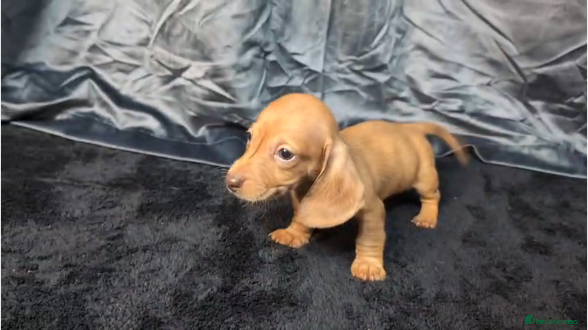 Miniature Dachshund dogs KC registered Smooth Hair Mini Dachshund Puppies  - Advert 16