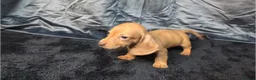 Miniature Dachshund dogs for sale: KC Reg Smooth Hair Mini Dachshund Puppies  - Advert 2