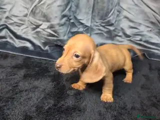 Miniature Dachshund dogs KC registered Smooth Hair Mini Dachshund Puppies - Advert 16