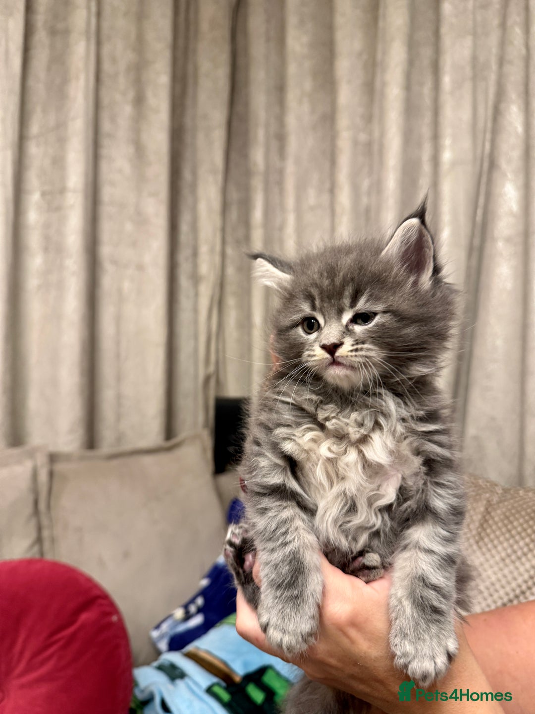 Maine Coon cats for sale: Maine coon kittens - Advert 14