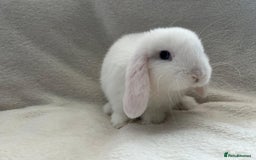 Mini Lop rabbits for sale: Two Female Mini Lops - Image 5