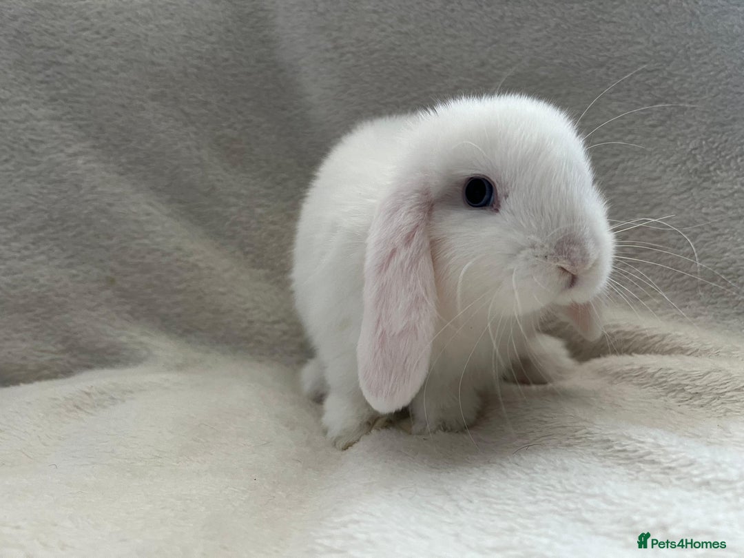 Mini Lop rabbits for sale: Two Female Mini Lops - Image 5