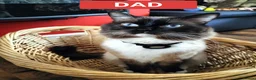 Ragdoll cats for sale: Beautiful Ragdoll Kittens in Wakefield - Advert 7