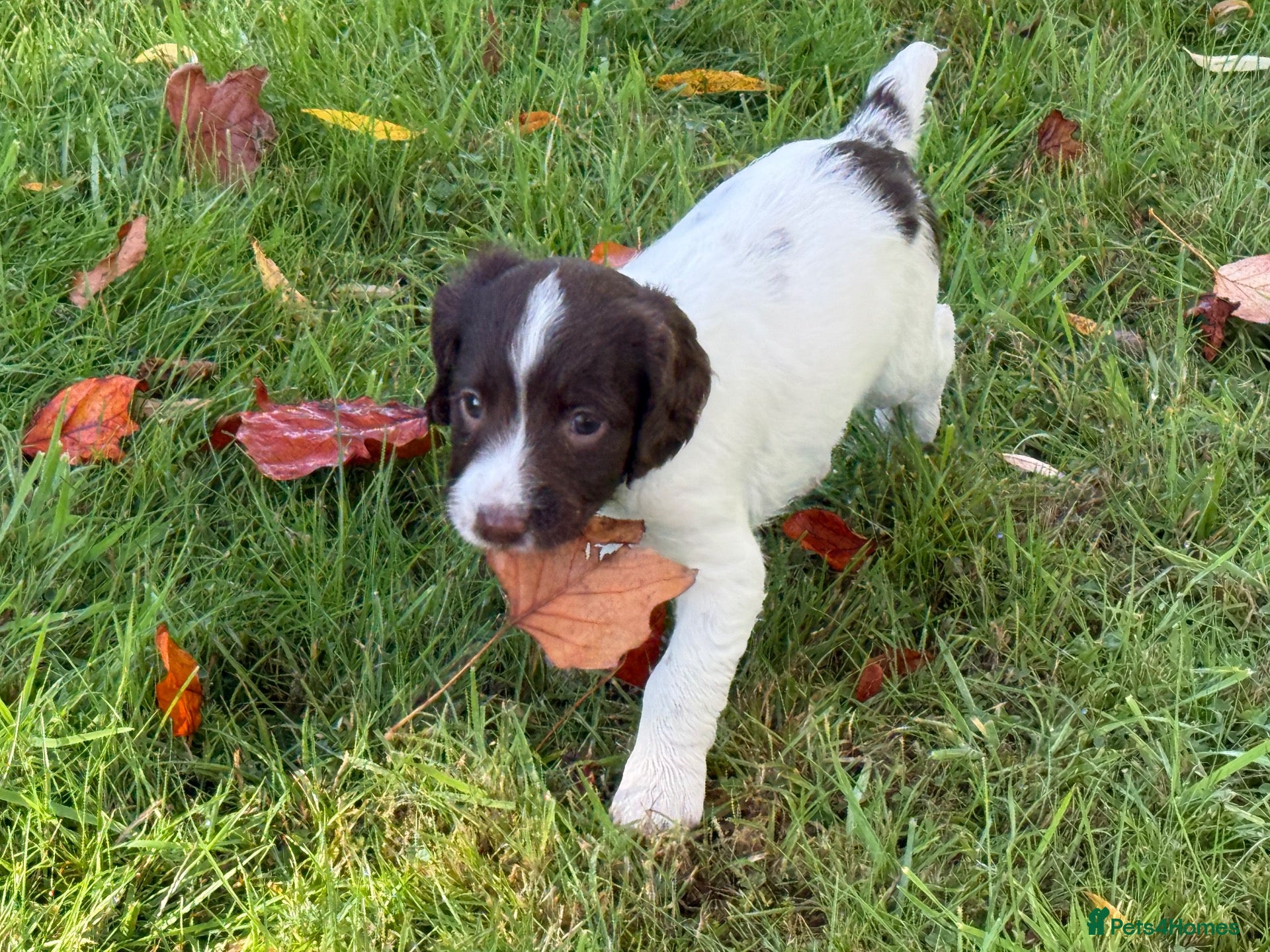 English Springer Spaniel dogs English Springer Spaniel pups, KC registered  - Advert 2