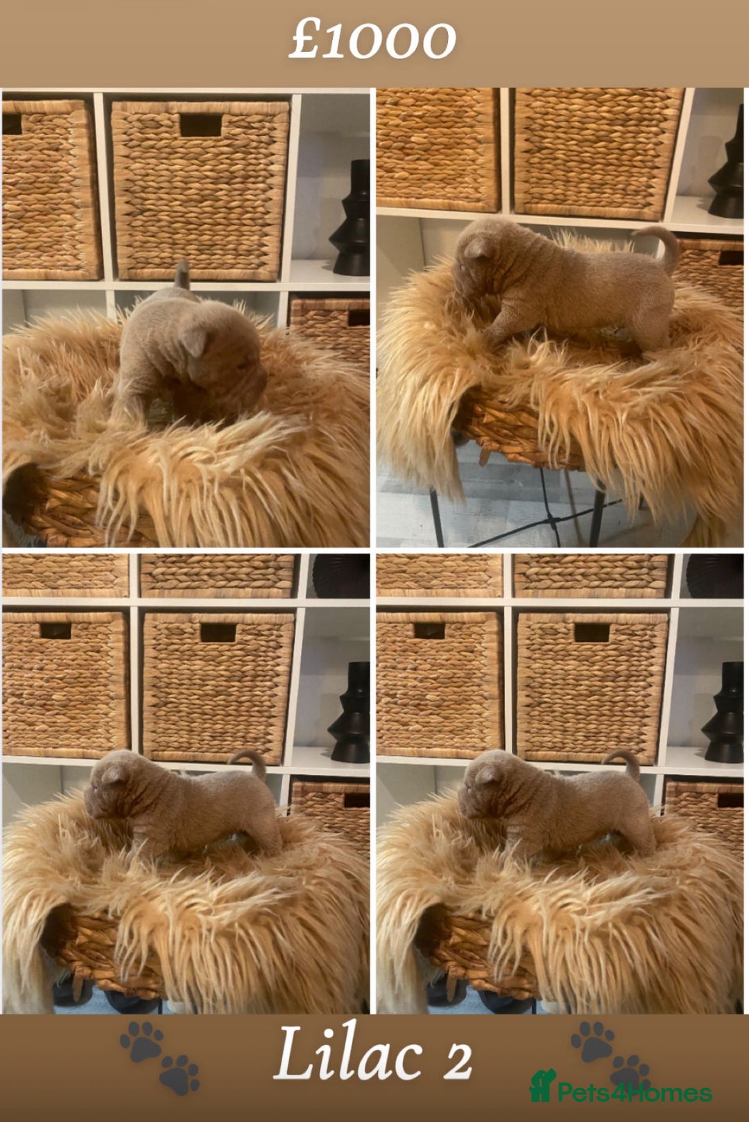 Shar Pei dogs for sale: Shar pei pups 🐶 Rainbow 🌈 litter  - Image 7