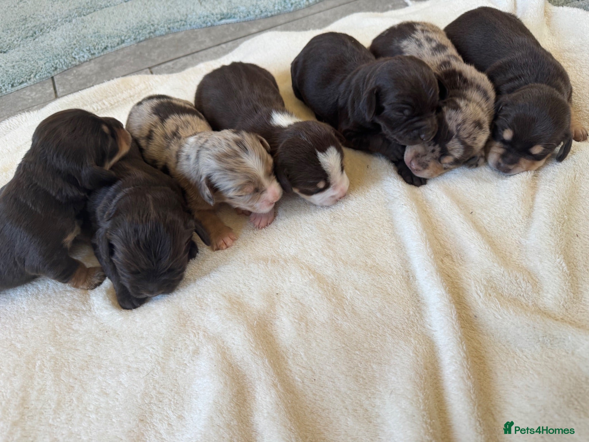 Mixed Breed dogs CHI SPANIEL PUPPIES READY 5th SEP - Advert 1