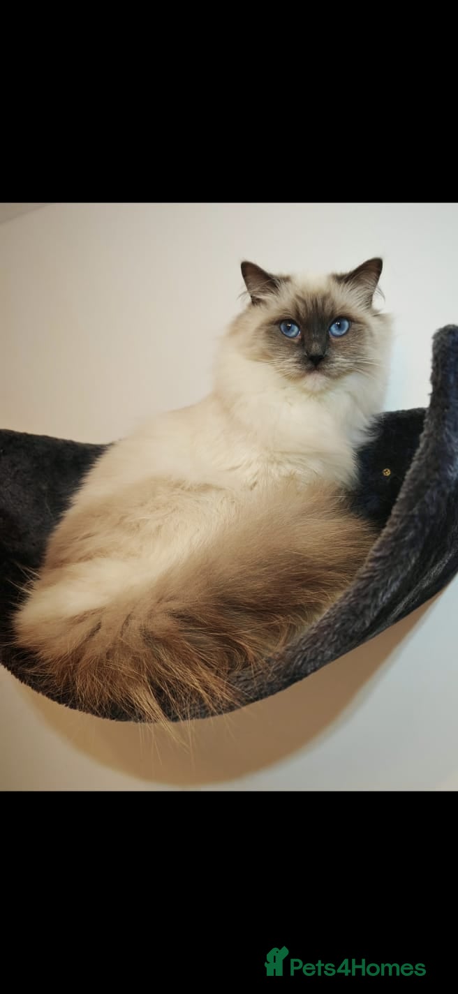 Ragdoll cats RETIRED QEEN RAGDOLL BLUE MITTED  - Advert 1