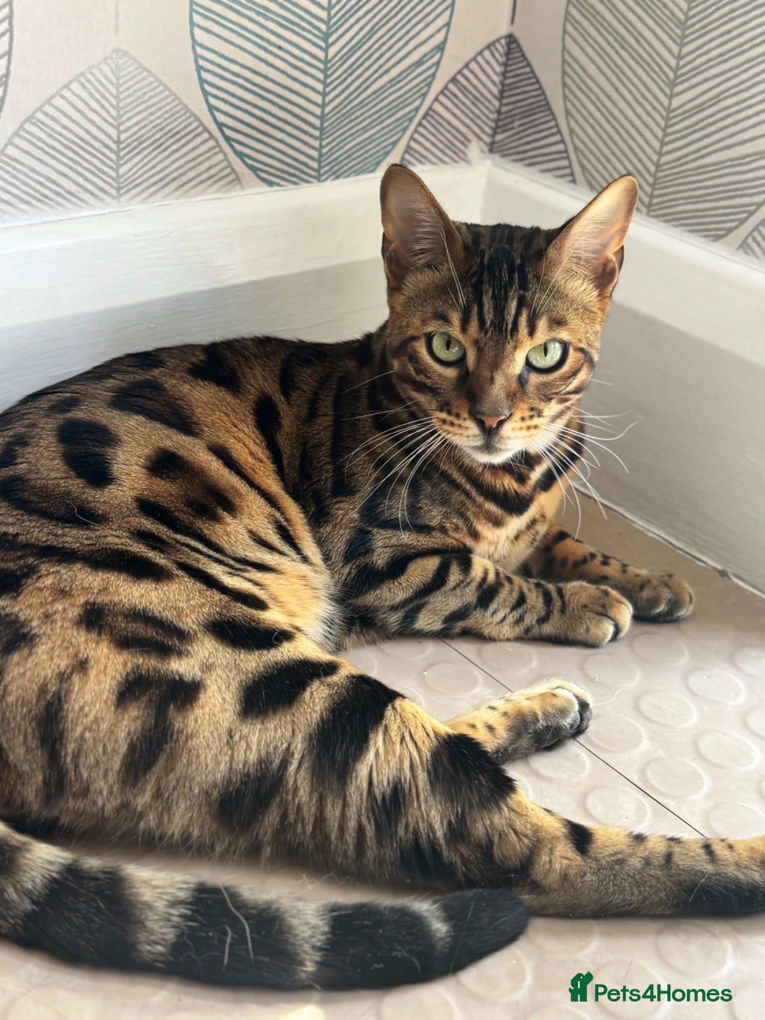 Bengal cats Beautiful Male Bengal Cat - Advert 4