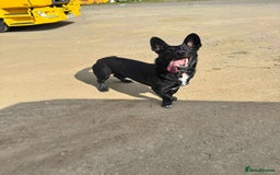 Mixed Breed dogs for adoption: WHISKY - 19 months old, Male, Mixed Breed - Image 7