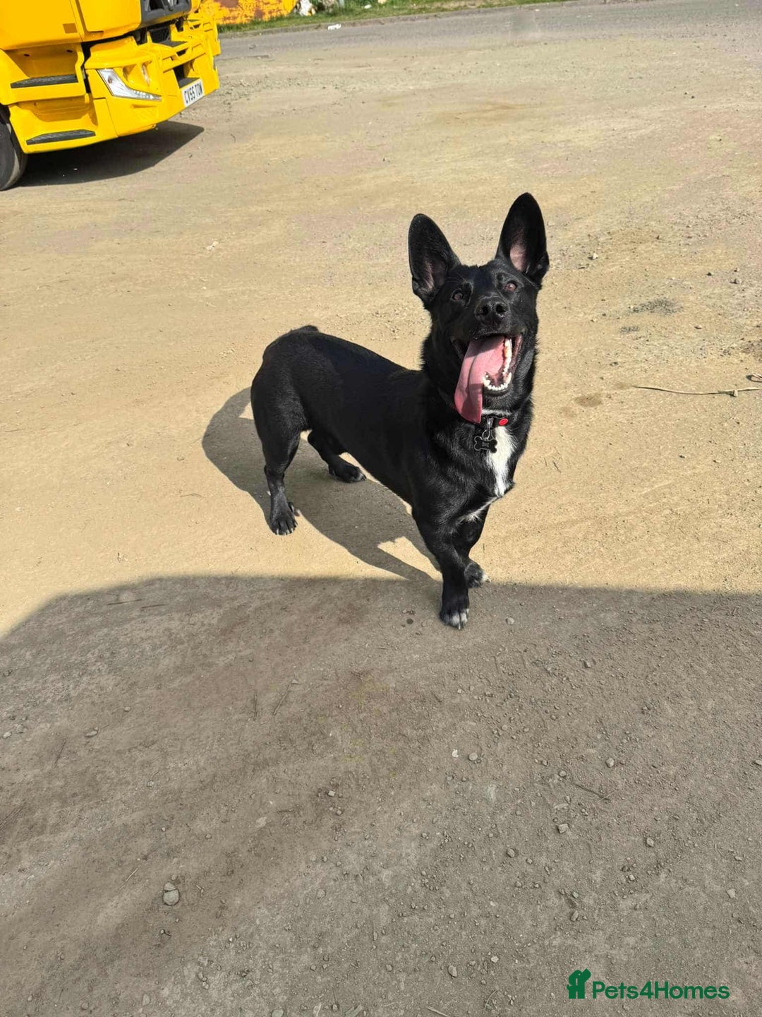 Mixed Breed dogs for adoption: WHISKY - 19 months old, Male, Mixed Breed - Image 7