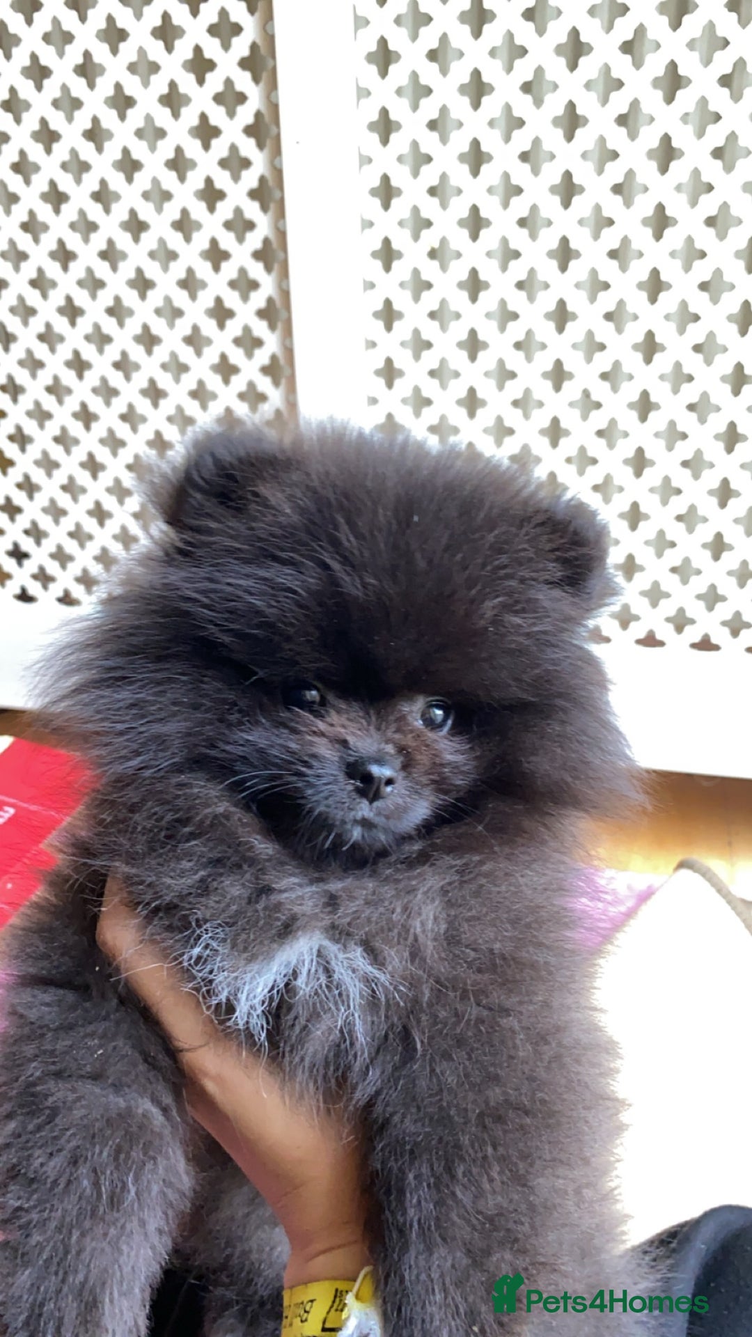 Pomeranian dogs for sale: Gorgeous tiny male Pomeranian puppy - Rocko - Image 9