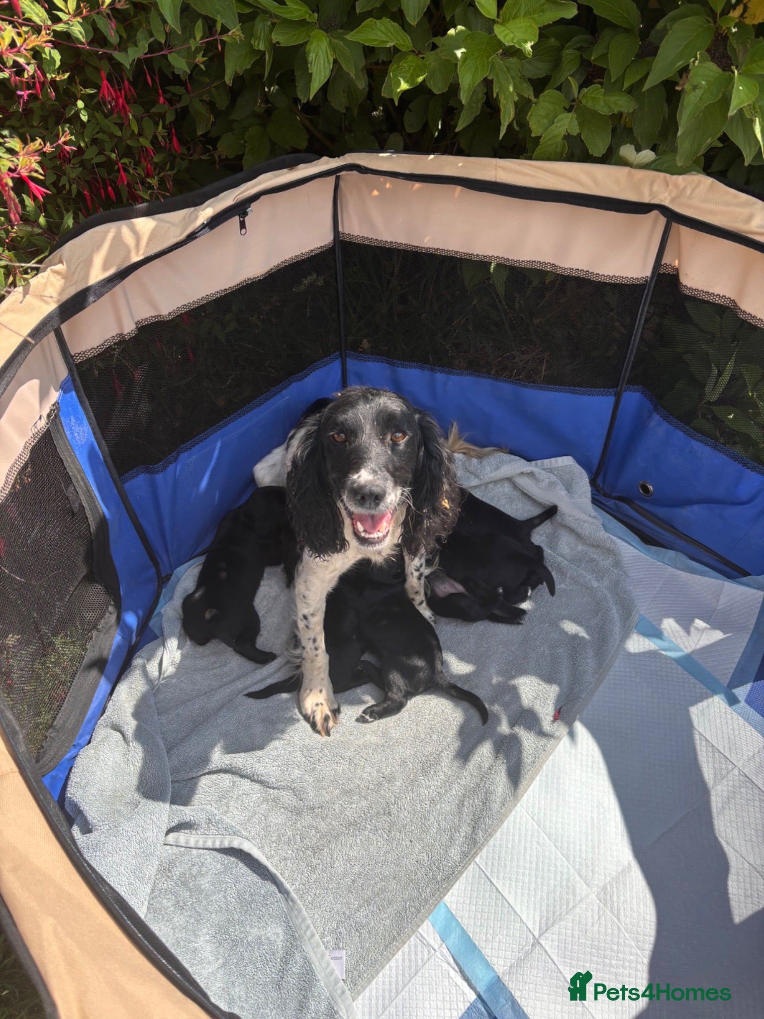 Springador dogs Stunning Springador Pups,super for family/working  - Advert 2