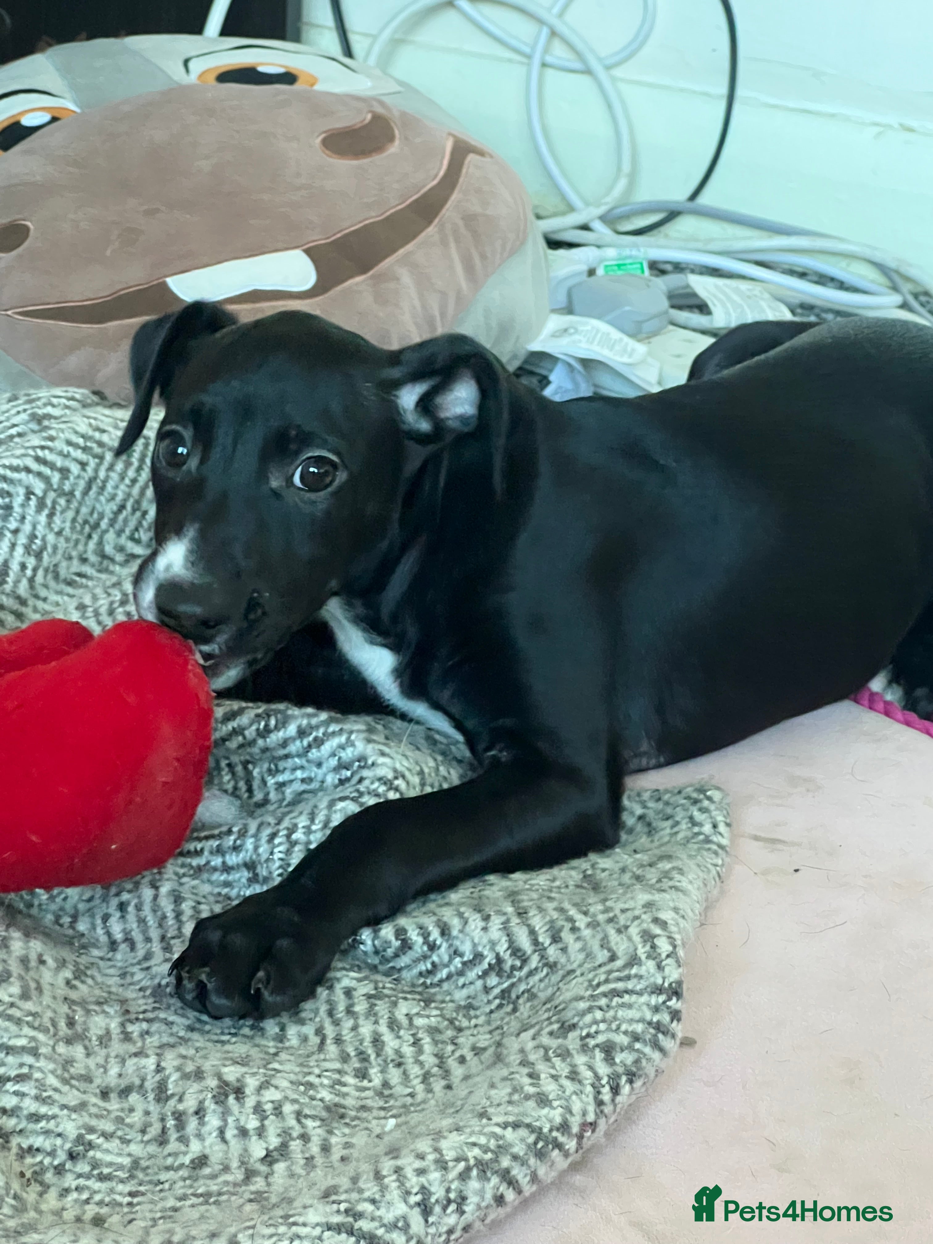 Mixed Breed dogs Beautiful female Manchester terrier cros lurcher - Advert 4