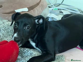 Mixed Breed dogs Beautiful female Manchester terrier cros lurcher - Advert 7