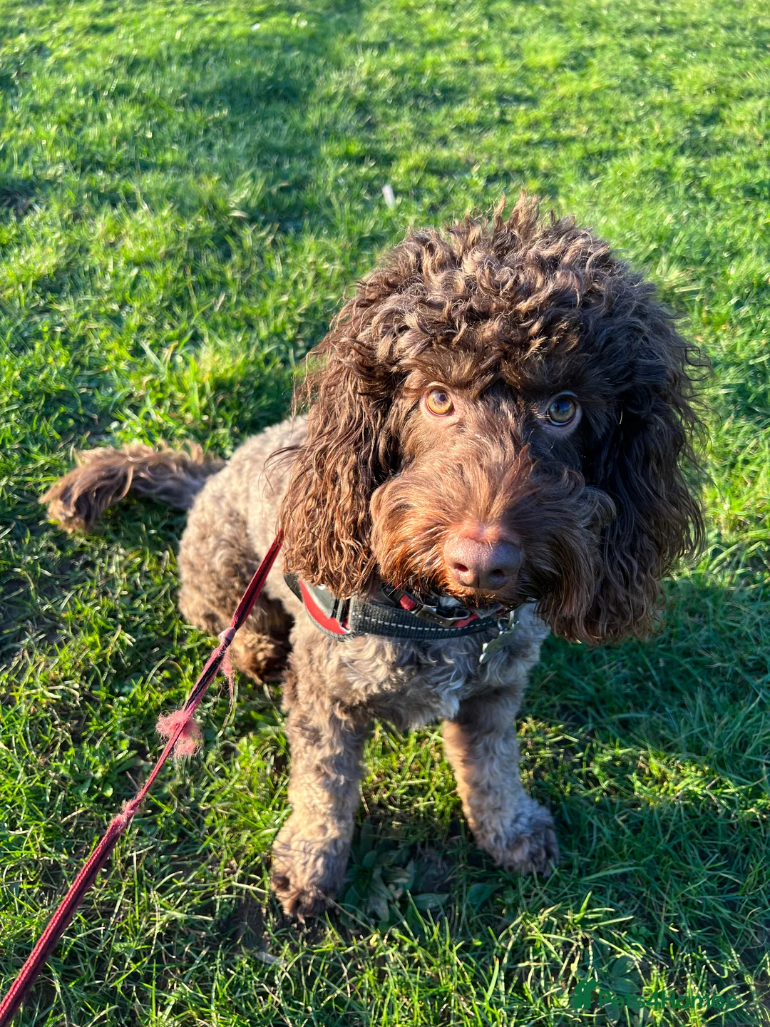 Cockapoo dogs for stud: Stud Cockapoo - Advert 7