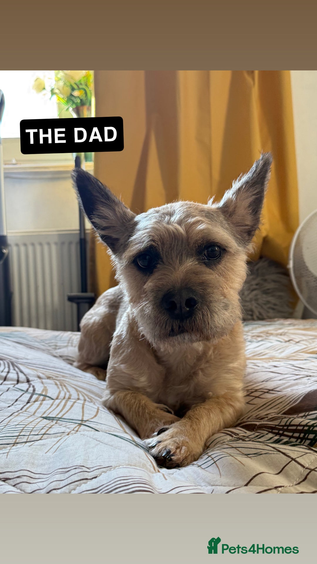 Mixed Breed dogs for sale: french bulldog x cairnterrier READY ON 7/10  - Image 2