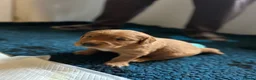 Golden Retriever dogs for sale: Beautiful dark red golden retriever puppies  - Advert 16