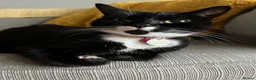 Mixed Breed cats for sale: Female Tuxedo - Luna - Open to Offers  - Advert 2