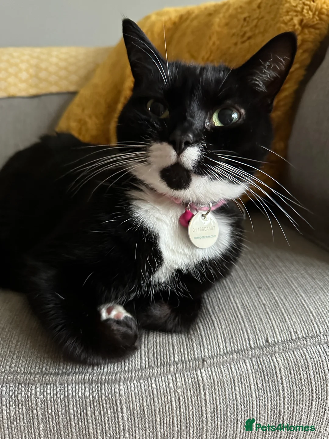 Mixed Breed cats for sale: Female Tuxedo - Luna - Open to Offers  - Advert 2