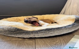 Jack Russell dogs for sale: Jack Russell pup - Image 3