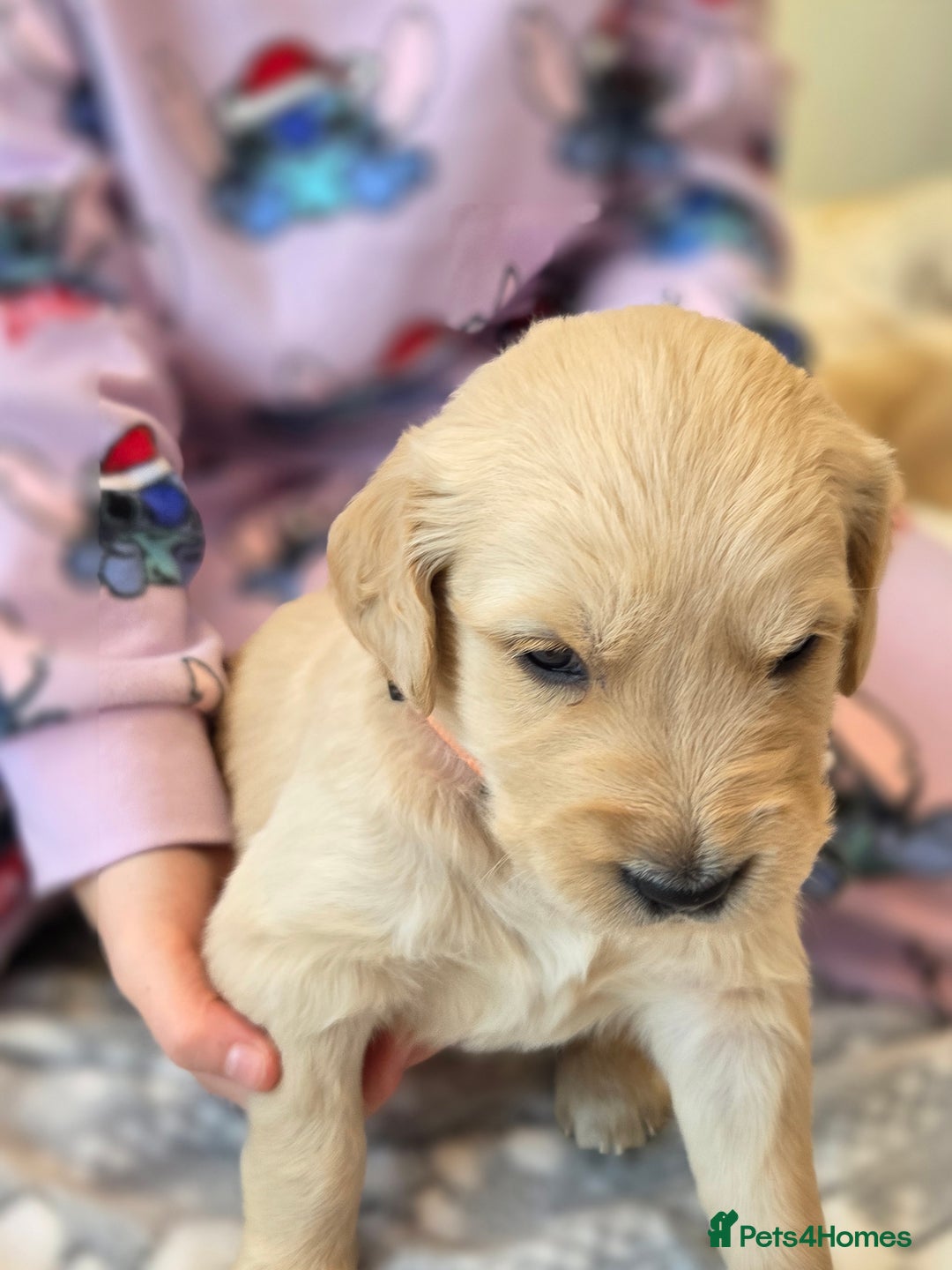 Golden Retriever dogs for sale: KC registered Beautiful Golden retriever puppies  - Advert 31