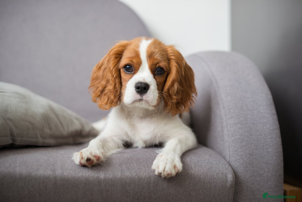 Cavalier King Charles Spaniel dogs Beautiful 9-Month-Old female Cavalier  - Advert 1