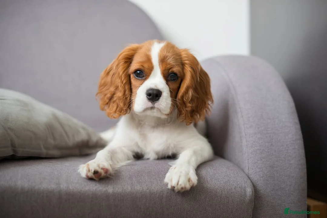 Cavalier King Charles Spaniel dogs for sale: Beautiful 9-Month-Old female Cavalier  in London - Advert 1