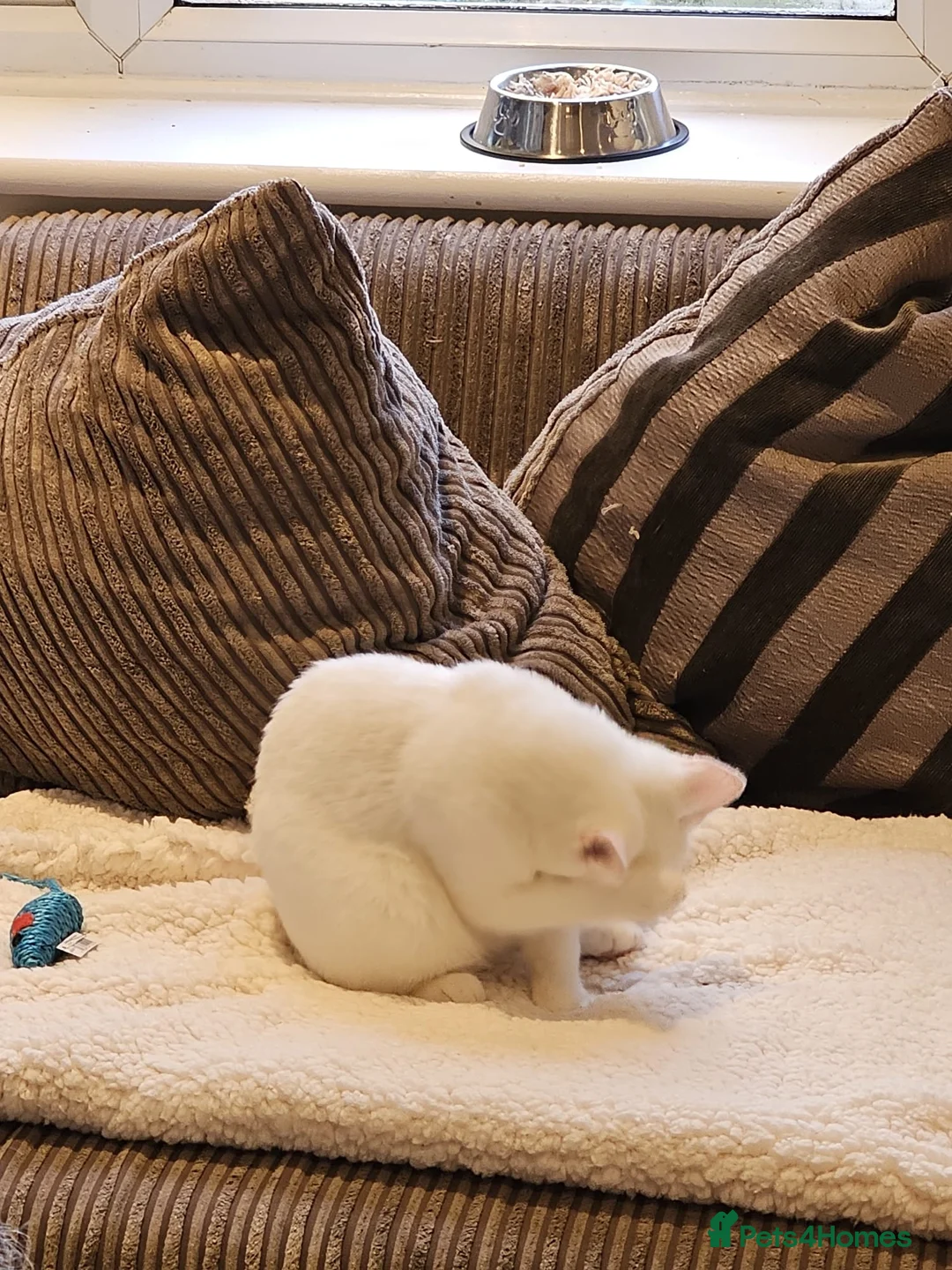 Mixed Breed cats for adoption: Special Nova needs a special indoor home - Advert 20