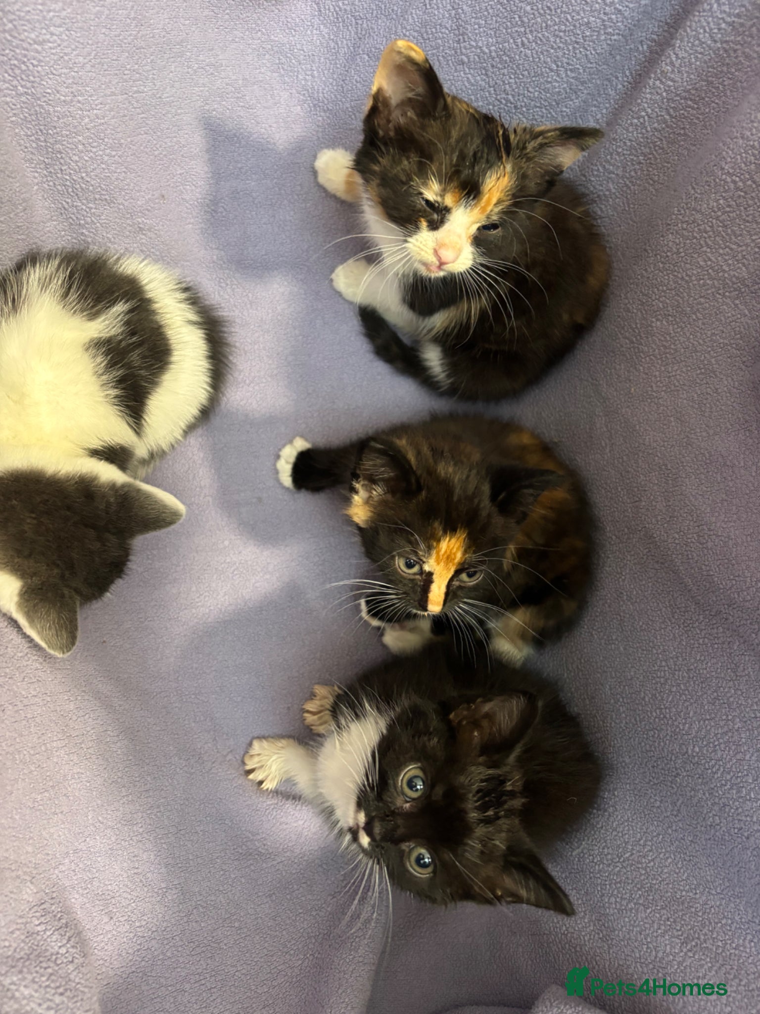British Shorthair cats for sale: Kittens for sale  - Advert 10