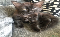 Mixed Breed cats for sale: beautiful kittens for sale  in Bellshill - Image 1