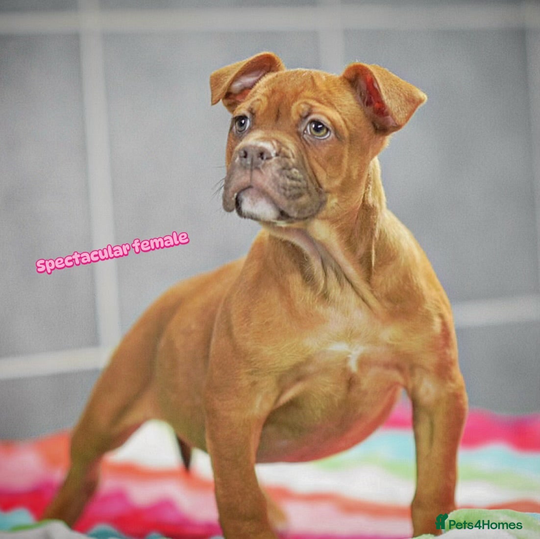 Old Tyme Bulldog dogs 5⭐️RATED COUNCIL APPROVED💥LICENSED 23 YEAR EXPERT - Advert 13