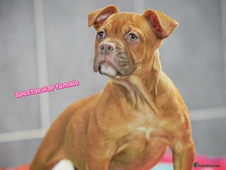 Old Tyme Bulldog dogs 5⭐️RATED COUNCIL APPROVED💥LICENSED 23 YEAR EXPERT - Advert 13