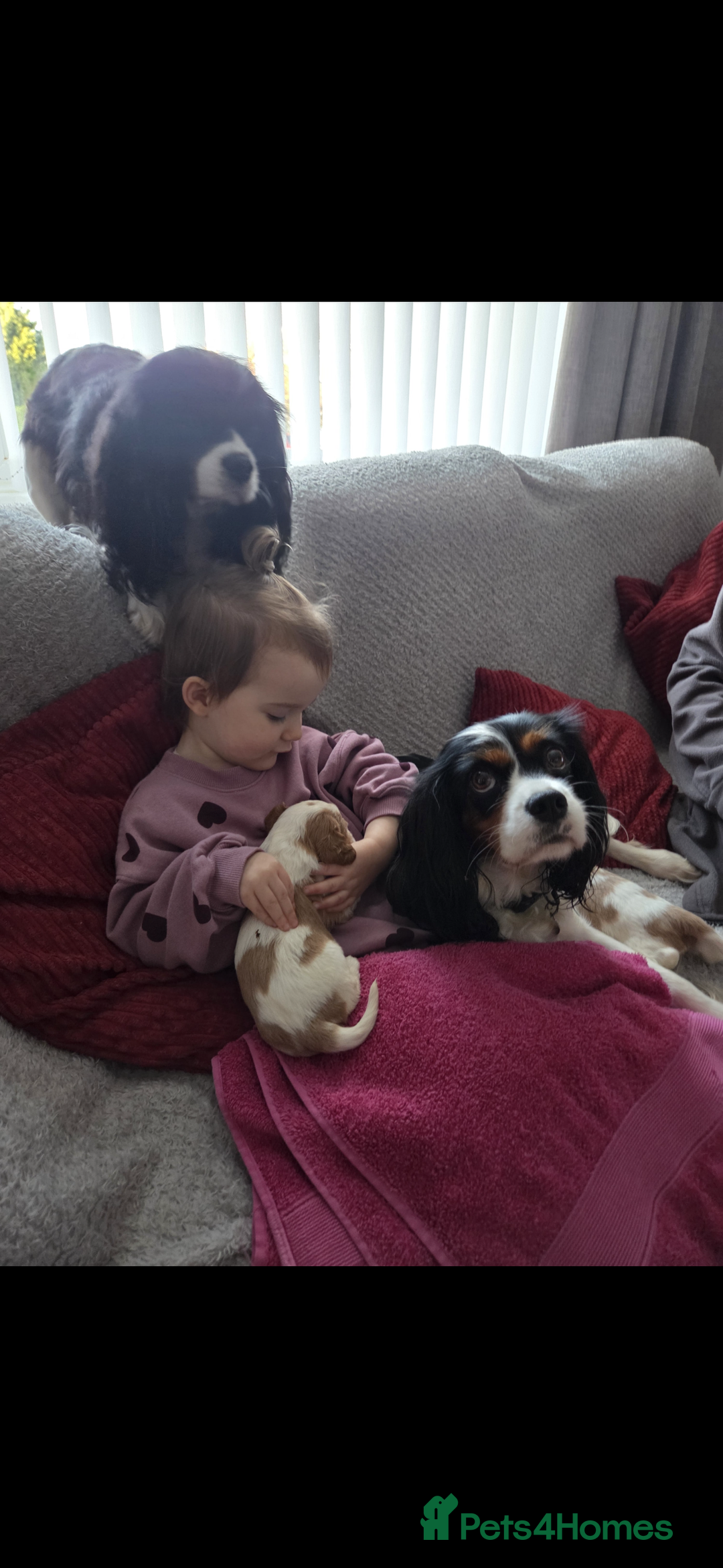 Cavalier King Charles Spaniel dogs for sale: mr john forster - Advert 3