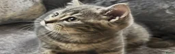 Mixed Breed cats for sale: Grey British Short Hair x British Long hair Kitten - Advert 8