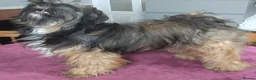 Tibetan Terrier dogs for sale: Tibetan Terrier in Hyde - Advert 2