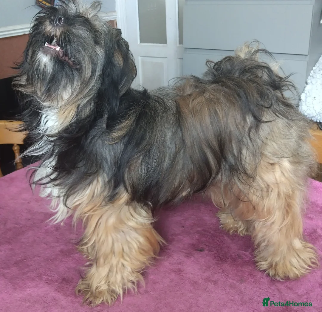 Tibetan Terrier dogs for sale: Tibetan Terrier in Hyde - Advert 2