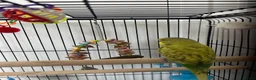 Budgerigars birds for sale: Budgie Up For Sale As Leaving Abroad in Enfield - Advert 4
