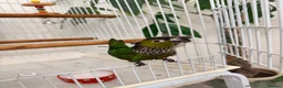 Conures birds for sale: Black capped conure -tamed  - Advert 7