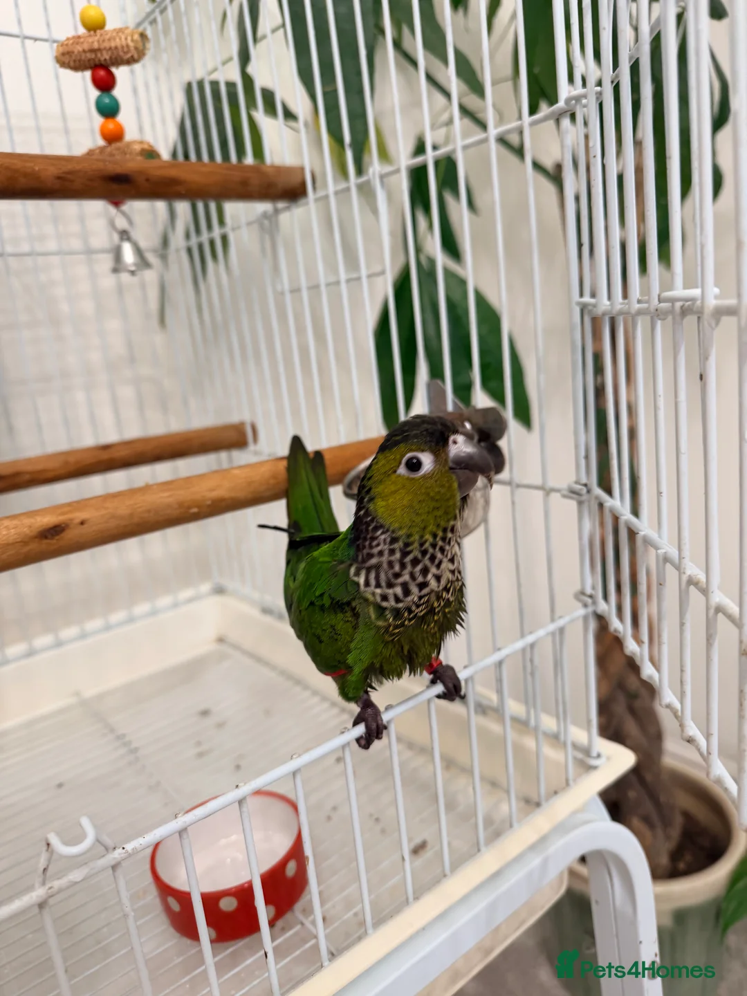 Conures birds for sale: Black capped conure -tamed  - Advert 7