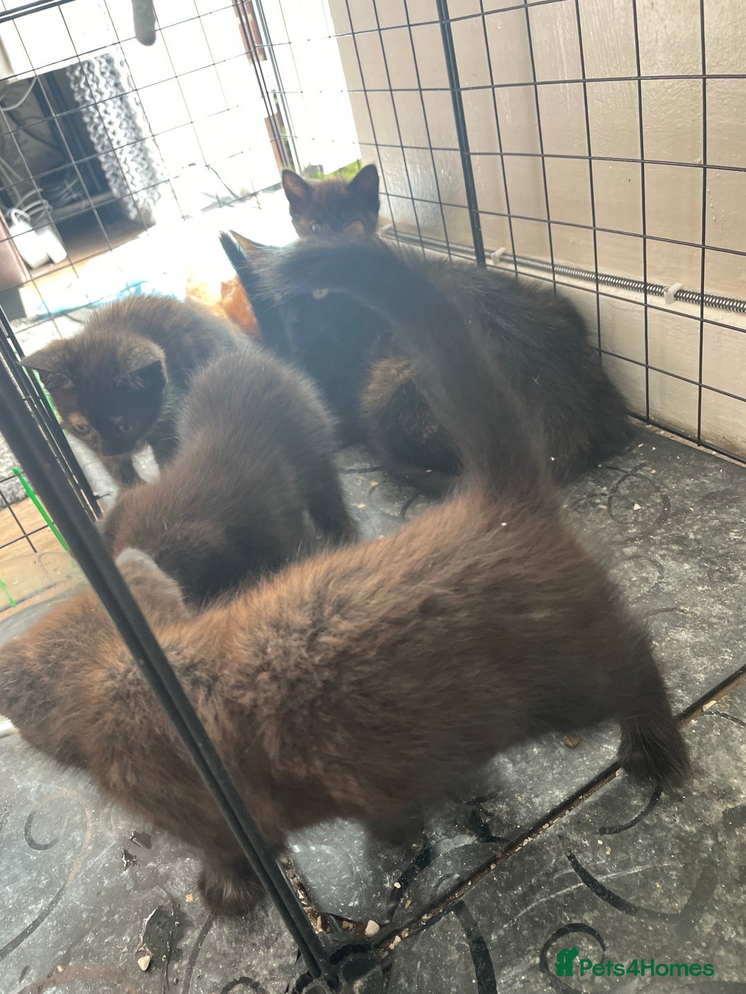 Mixed Breed cats for sale: I have 4 kittens  - Image 18
