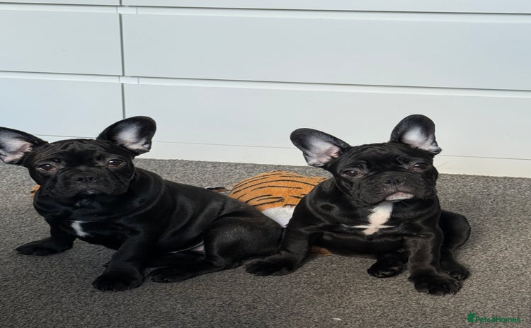 French Bulldog dogs - Advert 7