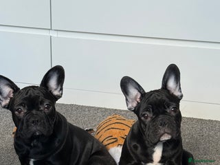 French Bulldog dogs - Advert 33